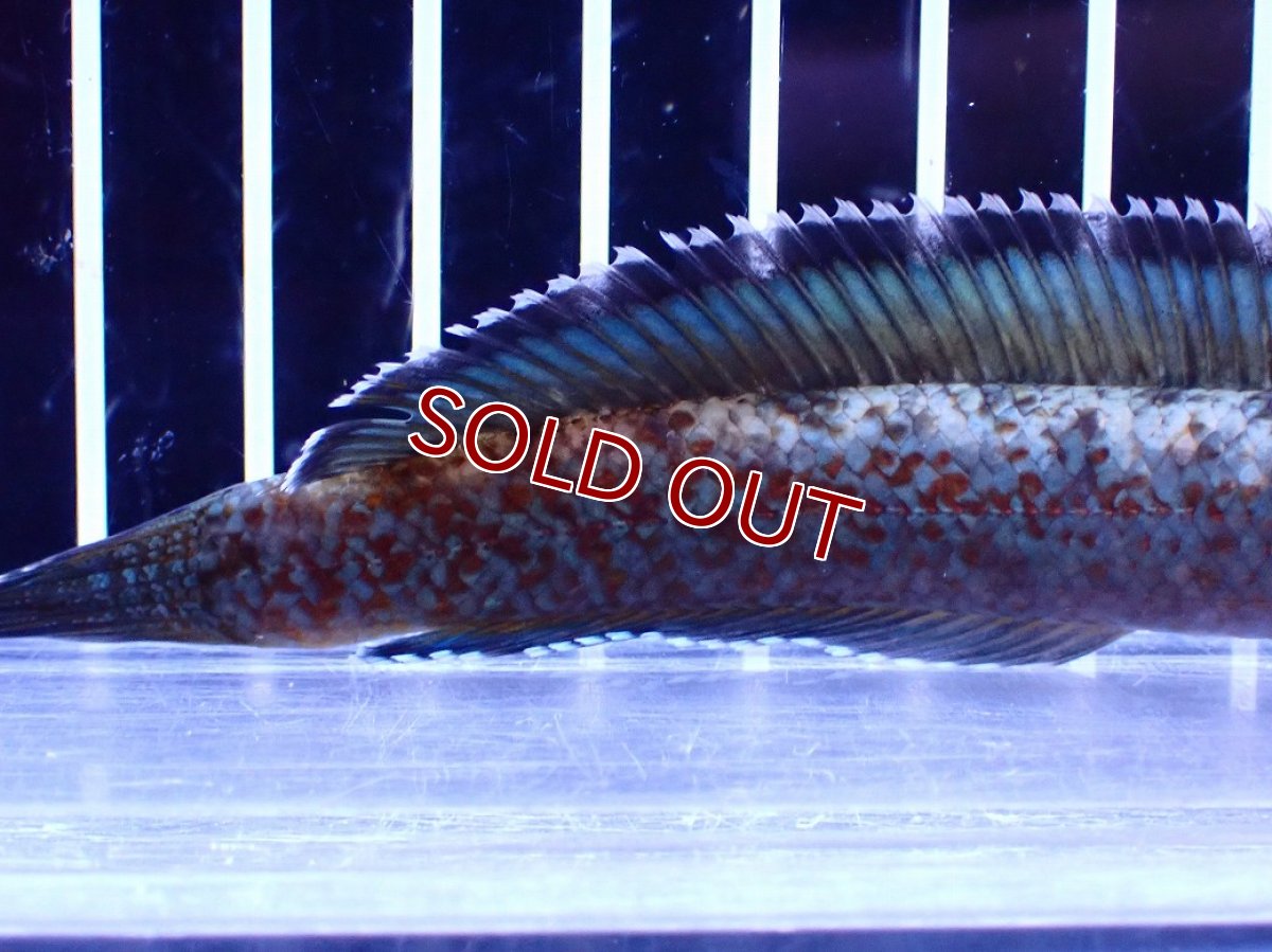 画像6: 【淡水魚】【通販】極青 No3 チャンナ sp ゴールドダスト【個体販売】(±12cm)(大型魚・スネークヘッド)(生体)(熱帯魚)NKO (6)