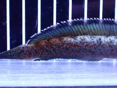 画像6: 【淡水魚】【通販】極青 No3 チャンナ sp ゴールドダスト【個体販売】(±12cm)(大型魚・スネークヘッド)(生体)(熱帯魚)NKO (6)