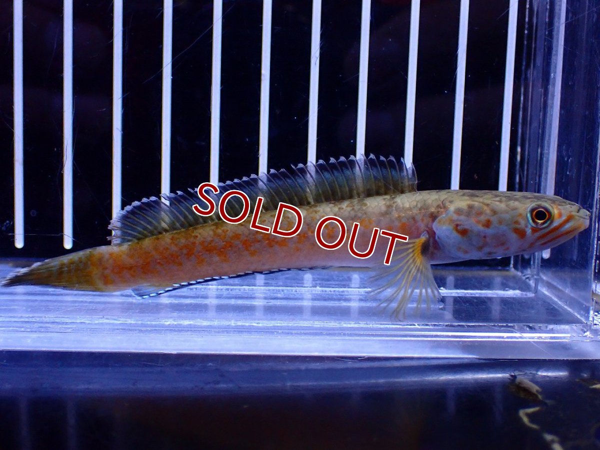 画像1: 【淡水魚】【通販】No4 チャンナ sp ゴールドダスト【個体販売】(±10cm)(大型魚・スネークヘッド)(生体)(熱帯魚)NKO (1)