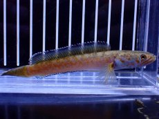 画像1: 【淡水魚】【通販】No4 チャンナ sp ゴールドダスト【個体販売】(±10cm)(大型魚・スネークヘッド)(生体)(熱帯魚)NKO (1)