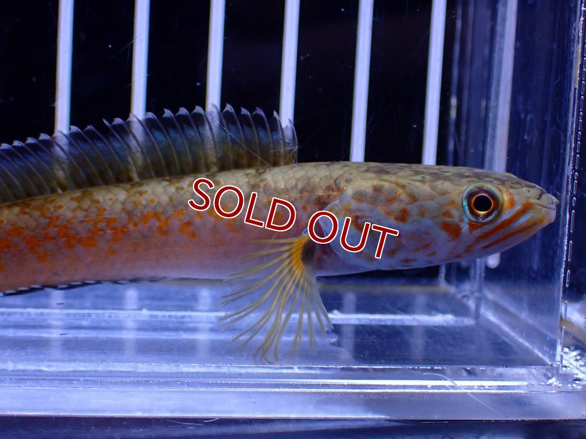 画像2: 【淡水魚】【通販】No4 チャンナ sp ゴールドダスト【個体販売】(±10cm)(大型魚・スネークヘッド)(生体)(熱帯魚)NKO (2)