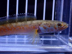 画像2: 【淡水魚】【通販】No4 チャンナ sp ゴールドダスト【個体販売】(±10cm)(大型魚・スネークヘッド)(生体)(熱帯魚)NKO (2)