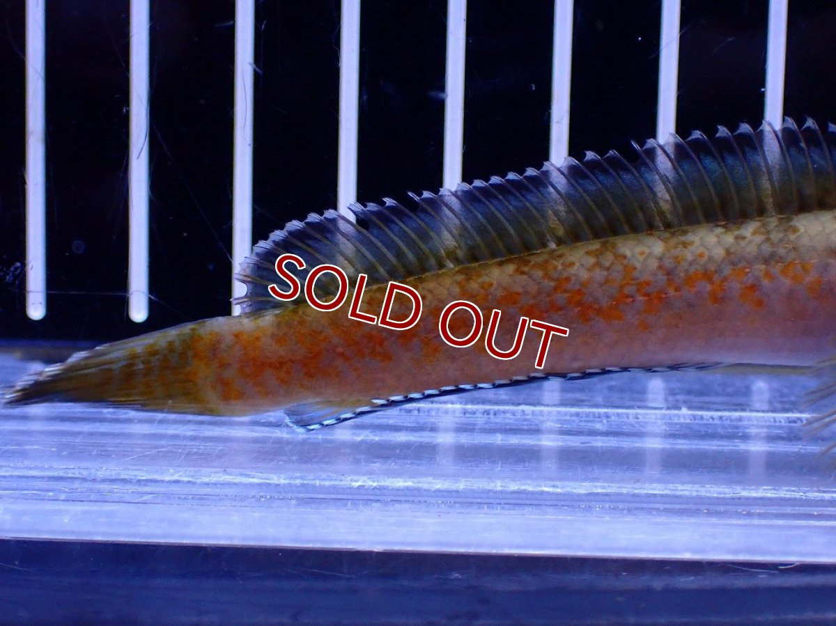 画像3: 【淡水魚】【通販】No4 チャンナ sp ゴールドダスト【個体販売】(±10cm)(大型魚・スネークヘッド)(生体)(熱帯魚)NKO (3)