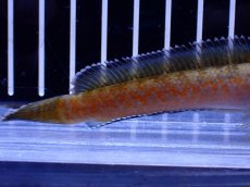 画像3: 【淡水魚】【通販】No4 チャンナ sp ゴールドダスト【個体販売】(±10cm)(大型魚・スネークヘッド)(生体)(熱帯魚)NKO (3)