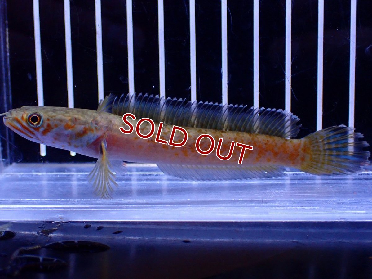 画像4: 【淡水魚】【通販】No4 チャンナ sp ゴールドダスト【個体販売】(±10cm)(大型魚・スネークヘッド)(生体)(熱帯魚)NKO (4)