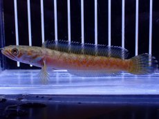 画像4: 【淡水魚】【通販】No4 チャンナ sp ゴールドダスト【個体販売】(±10cm)(大型魚・スネークヘッド)(生体)(熱帯魚)NKO (4)