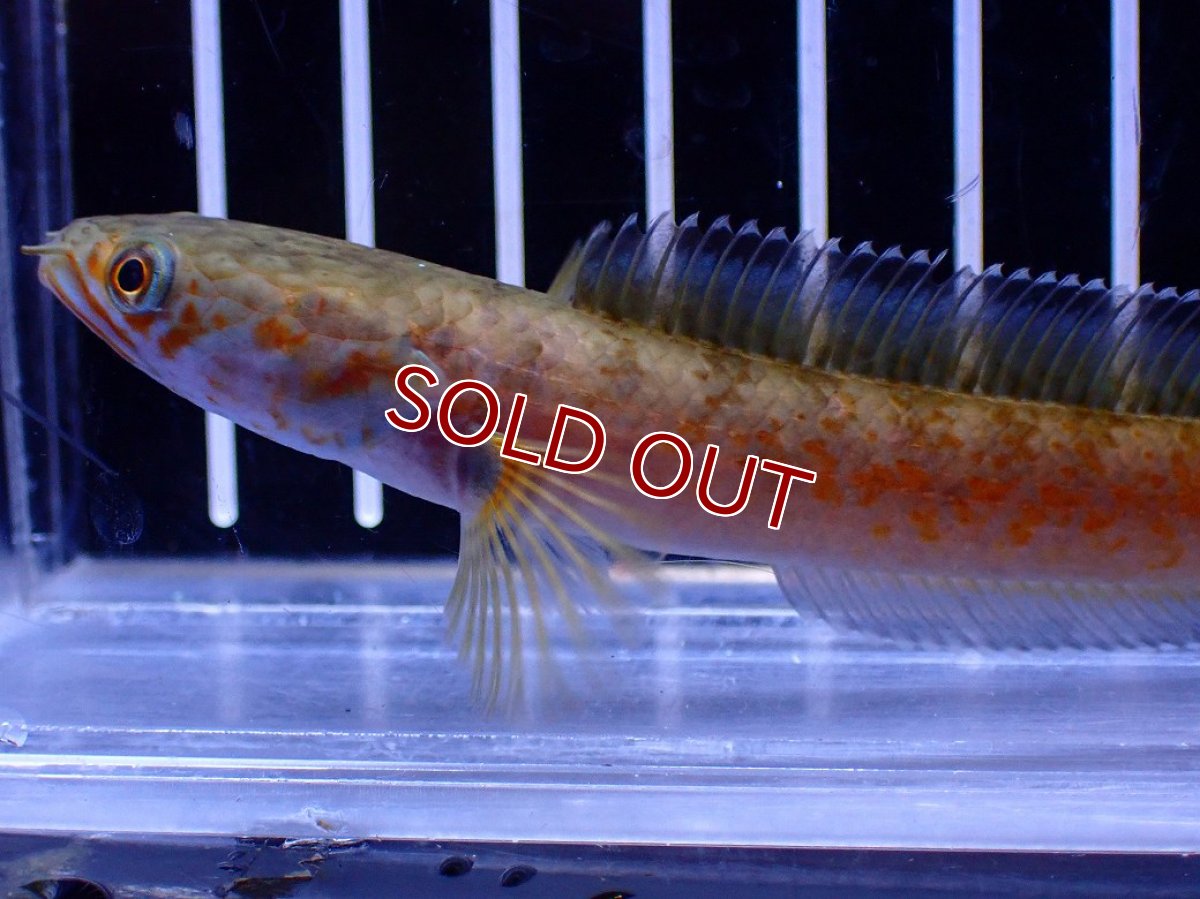 画像5: 【淡水魚】【通販】No4 チャンナ sp ゴールドダスト【個体販売】(±10cm)(大型魚・スネークヘッド)(生体)(熱帯魚)NKO (5)