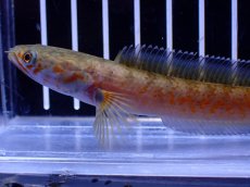画像5: 【淡水魚】【通販】No4 チャンナ sp ゴールドダスト【個体販売】(±10cm)(大型魚・スネークヘッド)(生体)(熱帯魚)NKO (5)