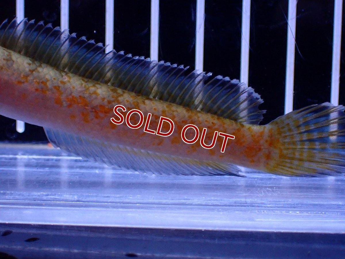 画像6: 【淡水魚】【通販】No4 チャンナ sp ゴールドダスト【個体販売】(±10cm)(大型魚・スネークヘッド)(生体)(熱帯魚)NKO (6)