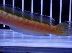 画像6: 【淡水魚】【通販】No4 チャンナ sp ゴールドダスト【個体販売】(±10cm)(大型魚・スネークヘッド)(生体)(熱帯魚)NKO (6)