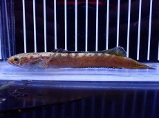 画像1: 【淡水魚】【通販】No5 チャンナ sp ゴールドダスト【個体販売】(±12cm)(大型魚・スネークヘッド)(生体)(熱帯魚)NKO (1)