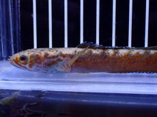 画像2: 【淡水魚】【通販】No5 チャンナ sp ゴールドダスト【個体販売】(±12cm)(大型魚・スネークヘッド)(生体)(熱帯魚)NKO (2)