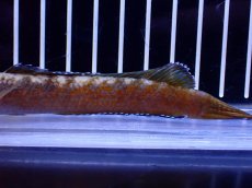 画像3: 【淡水魚】【通販】No5 チャンナ sp ゴールドダスト【個体販売】(±12cm)(大型魚・スネークヘッド)(生体)(熱帯魚)NKO (3)