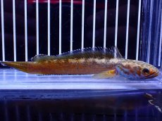 画像4: 【淡水魚】【通販】No5 チャンナ sp ゴールドダスト【個体販売】(±12cm)(大型魚・スネークヘッド)(生体)(熱帯魚)NKO (4)