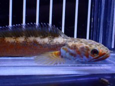 画像5: 【淡水魚】【通販】No5 チャンナ sp ゴールドダスト【個体販売】(±12cm)(大型魚・スネークヘッド)(生体)(熱帯魚)NKO (5)