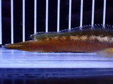 画像6: 【淡水魚】【通販】No5 チャンナ sp ゴールドダスト【個体販売】(±12cm)(大型魚・スネークヘッド)(生体)(熱帯魚)NKO (6)