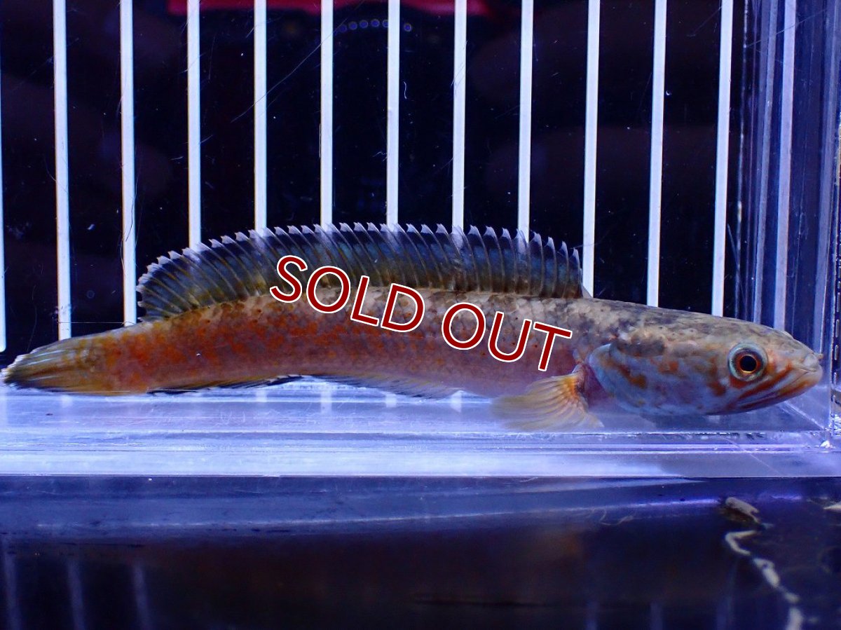 画像1: 【淡水魚】【通販】No6 チャンナ sp ゴールドダスト【個体販売】(±12cm)(大型魚・スネークヘッド)(生体)(熱帯魚)NKO (1)