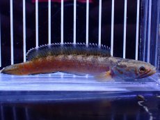 画像1: 【淡水魚】【通販】No6 チャンナ sp ゴールドダスト【個体販売】(±12cm)(大型魚・スネークヘッド)(生体)(熱帯魚)NKO (1)