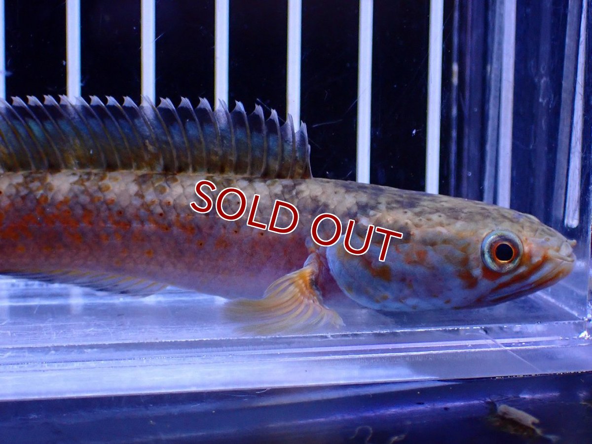 画像2: 【淡水魚】【通販】No6 チャンナ sp ゴールドダスト【個体販売】(±12cm)(大型魚・スネークヘッド)(生体)(熱帯魚)NKO (2)