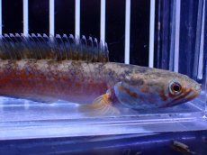画像2: 【淡水魚】【通販】No6 チャンナ sp ゴールドダスト【個体販売】(±12cm)(大型魚・スネークヘッド)(生体)(熱帯魚)NKO (2)