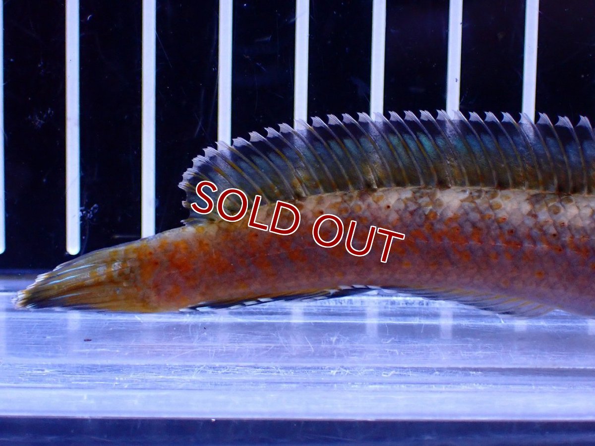 画像3: 【淡水魚】【通販】No6 チャンナ sp ゴールドダスト【個体販売】(±12cm)(大型魚・スネークヘッド)(生体)(熱帯魚)NKO (3)