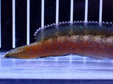 画像3: 【淡水魚】【通販】No6 チャンナ sp ゴールドダスト【個体販売】(±12cm)(大型魚・スネークヘッド)(生体)(熱帯魚)NKO (3)