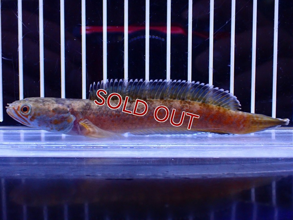 画像4: 【淡水魚】【通販】No6 チャンナ sp ゴールドダスト【個体販売】(±12cm)(大型魚・スネークヘッド)(生体)(熱帯魚)NKO (4)