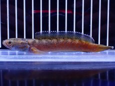 画像4: 【淡水魚】【通販】No6 チャンナ sp ゴールドダスト【個体販売】(±12cm)(大型魚・スネークヘッド)(生体)(熱帯魚)NKO (4)