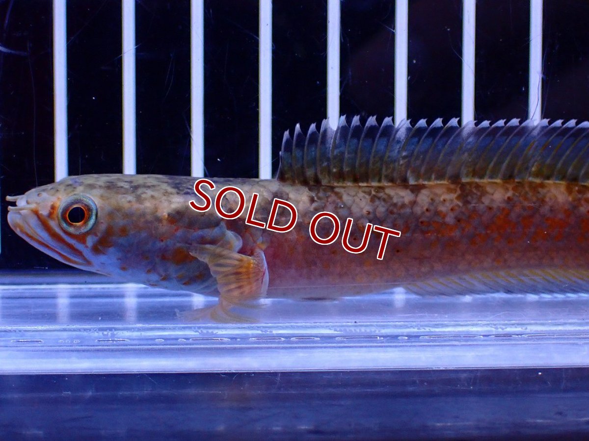 画像5: 【淡水魚】【通販】No6 チャンナ sp ゴールドダスト【個体販売】(±12cm)(大型魚・スネークヘッド)(生体)(熱帯魚)NKO (5)