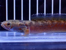 画像5: 【淡水魚】【通販】No6 チャンナ sp ゴールドダスト【個体販売】(±12cm)(大型魚・スネークヘッド)(生体)(熱帯魚)NKO (5)