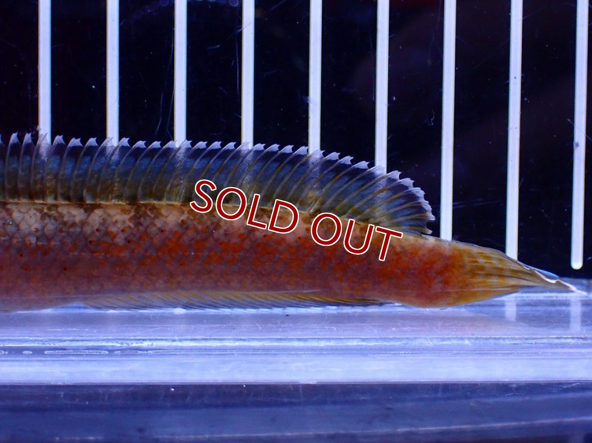 画像6: 【淡水魚】【通販】No6 チャンナ sp ゴールドダスト【個体販売】(±12cm)(大型魚・スネークヘッド)(生体)(熱帯魚)NKO (6)