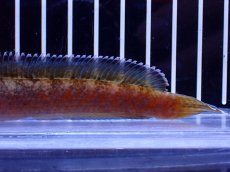 画像6: 【淡水魚】【通販】No6 チャンナ sp ゴールドダスト【個体販売】(±12cm)(大型魚・スネークヘッド)(生体)(熱帯魚)NKO (6)