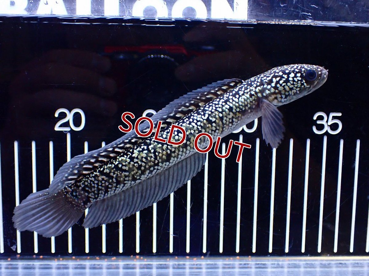 画像2: 【淡水魚】【通販】激レア No1 金天目(Gold tenmoku)【個体販売】(±18cm)(大型魚・スネークヘッド)(生体)(熱帯魚)NKO (2)