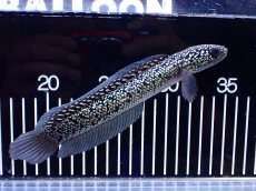 画像2: 【淡水魚】【通販】激レア No1 金天目(Gold tenmoku)【個体販売】(±18cm)(大型魚・スネークヘッド)(生体)(熱帯魚)NKO (2)