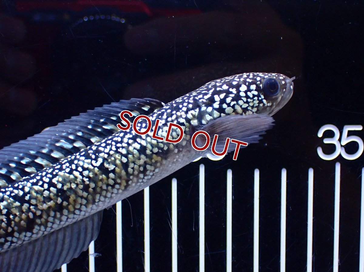 画像3: 【淡水魚】【通販】激レア No1 金天目(Gold tenmoku)【個体販売】(±18cm)(大型魚・スネークヘッド)(生体)(熱帯魚)NKO (3)