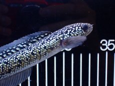 画像3: 【淡水魚】【通販】激レア No1 金天目(Gold tenmoku)【個体販売】(±18cm)(大型魚・スネークヘッド)(生体)(熱帯魚)NKO (3)