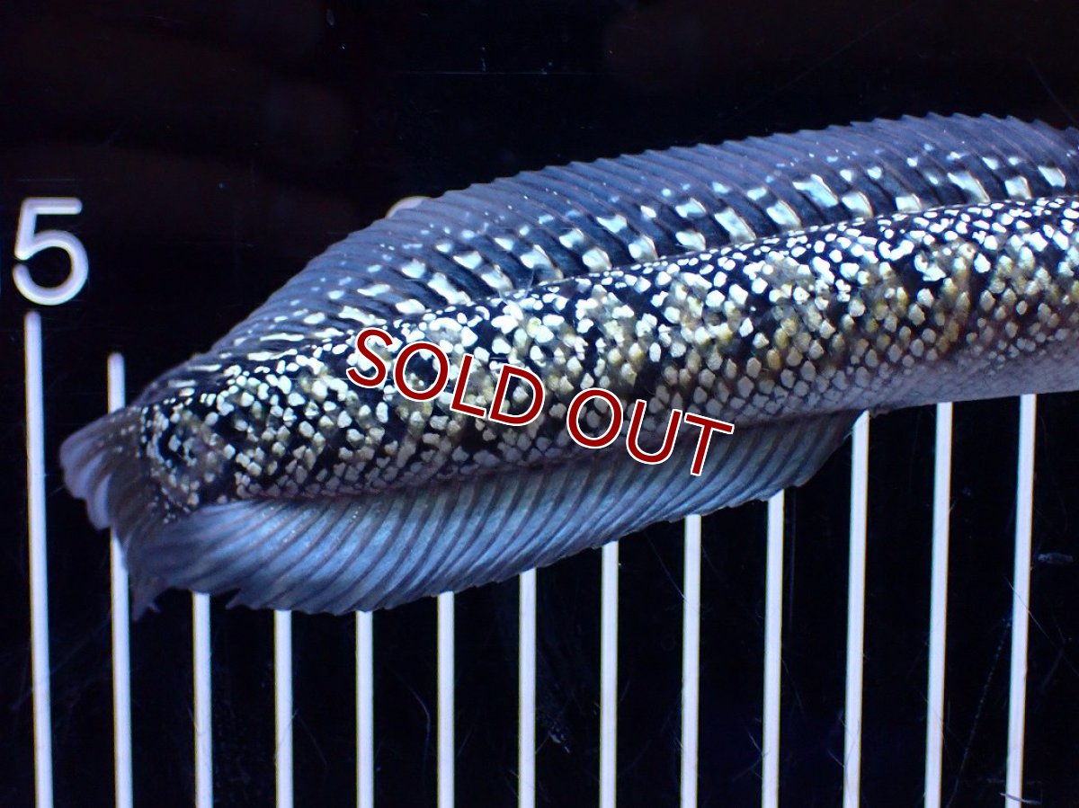 画像4: 【淡水魚】【通販】激レア No1 金天目(Gold tenmoku)【個体販売】(±18cm)(大型魚・スネークヘッド)(生体)(熱帯魚)NKO (4)