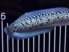 画像4: 【淡水魚】【通販】激レア No1 金天目(Gold tenmoku)【個体販売】(±18cm)(大型魚・スネークヘッド)(生体)(熱帯魚)NKO (4)