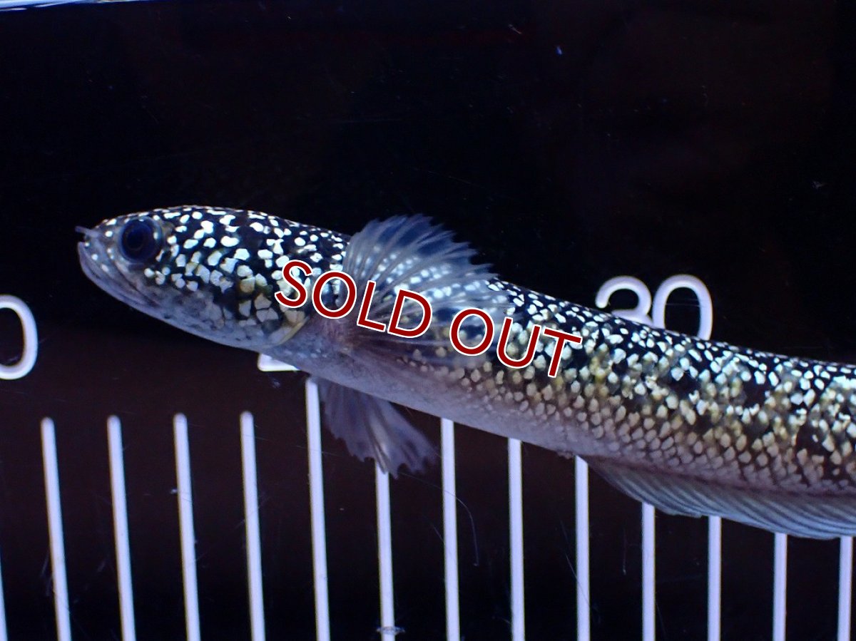 画像5: 【淡水魚】【通販】激レア No1 金天目(Gold tenmoku)【個体販売】(±18cm)(大型魚・スネークヘッド)(生体)(熱帯魚)NKO (5)