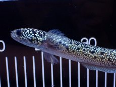 画像5: 【淡水魚】【通販】激レア No1 金天目(Gold tenmoku)【個体販売】(±18cm)(大型魚・スネークヘッド)(生体)(熱帯魚)NKO (5)