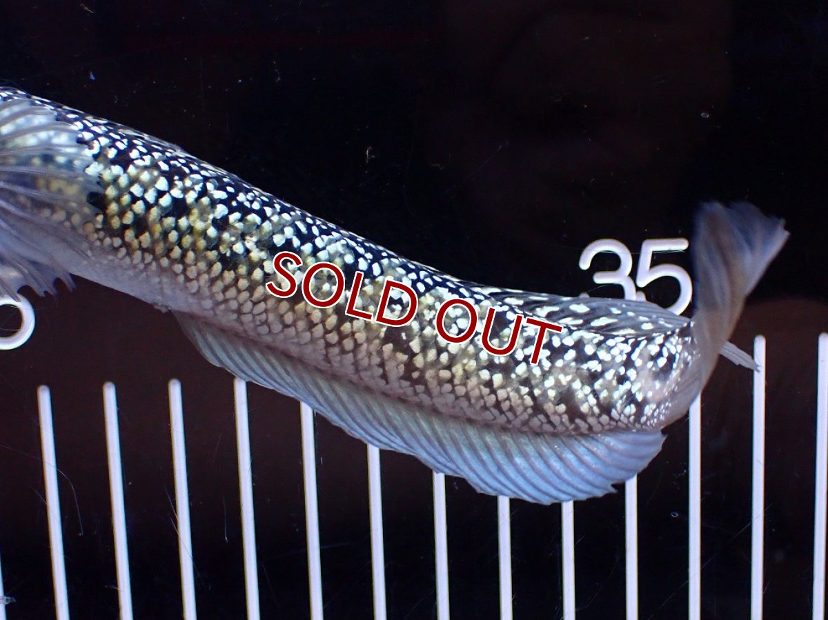 画像6: 【淡水魚】【通販】激レア No1 金天目(Gold tenmoku)【個体販売】(±18cm)(大型魚・スネークヘッド)(生体)(熱帯魚)NKO (6)