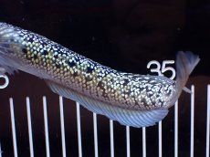 画像6: 【淡水魚】【通販】激レア No1 金天目(Gold tenmoku)【個体販売】(±18cm)(大型魚・スネークヘッド)(生体)(熱帯魚)NKO (6)