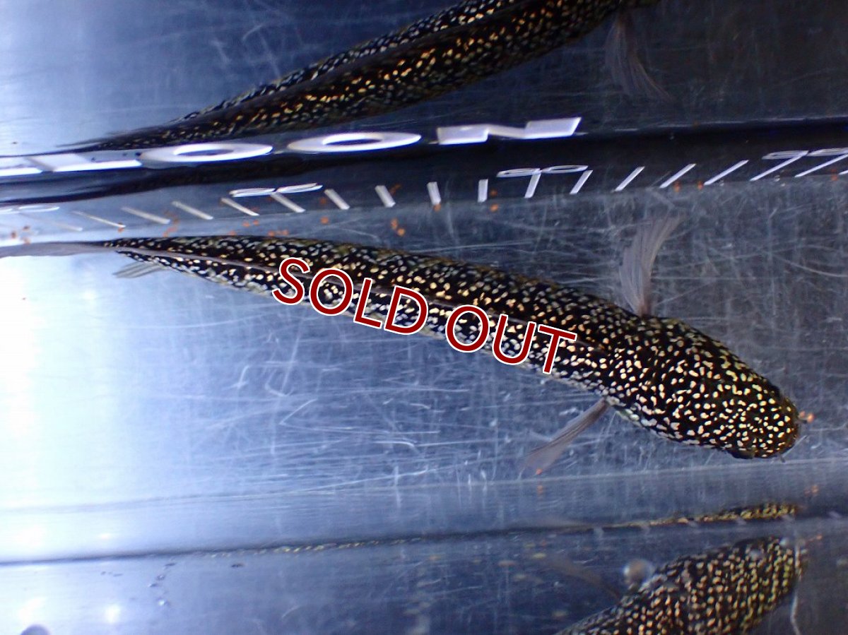 画像7: 【淡水魚】【通販】激レア No1 金天目(Gold tenmoku)【個体販売】(±18cm)(大型魚・スネークヘッド)(生体)(熱帯魚)NKO (7)