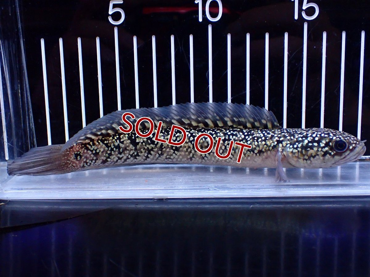 画像1: 【淡水魚】【通販】激レア No2 金天目(Gold tenmoku)【個体販売】(±18cm)(大型魚・スネークヘッド)(生体)(熱帯魚)NKO (1)
