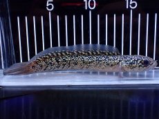 画像1: 【淡水魚】【通販】激レア No2 金天目(Gold tenmoku)【個体販売】(±18cm)(大型魚・スネークヘッド)(生体)(熱帯魚)NKO (1)