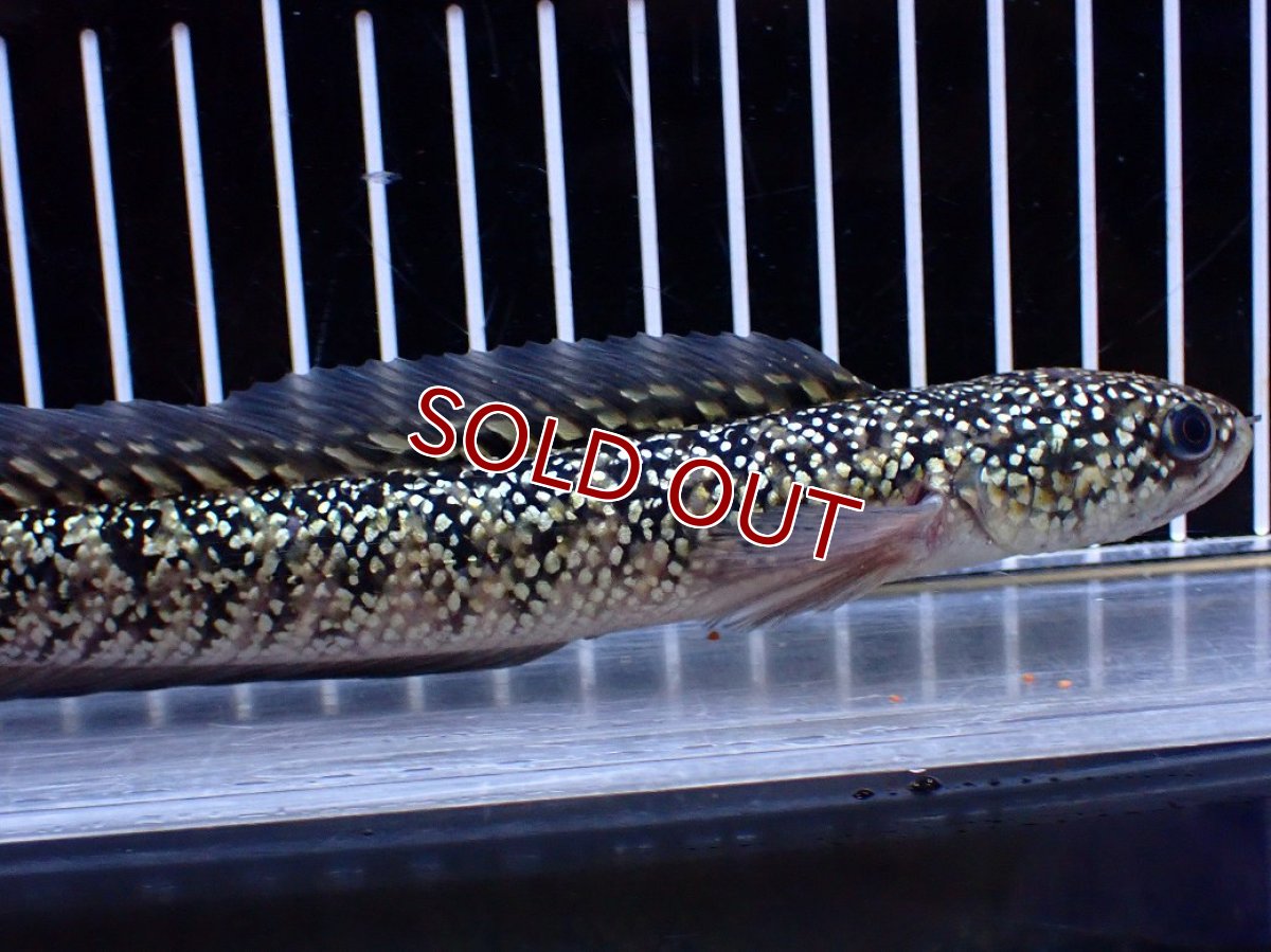 画像2: 【淡水魚】【通販】激レア No2 金天目(Gold tenmoku)【個体販売】(±18cm)(大型魚・スネークヘッド)(生体)(熱帯魚)NKO (2)