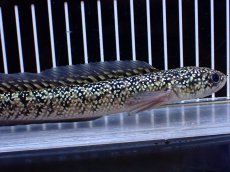 画像2: 【淡水魚】【通販】激レア No2 金天目(Gold tenmoku)【個体販売】(±18cm)(大型魚・スネークヘッド)(生体)(熱帯魚)NKO (2)
