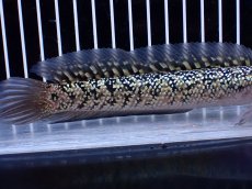 画像3: 【淡水魚】【通販】激レア No2 金天目(Gold tenmoku)【個体販売】(±18cm)(大型魚・スネークヘッド)(生体)(熱帯魚)NKO (3)