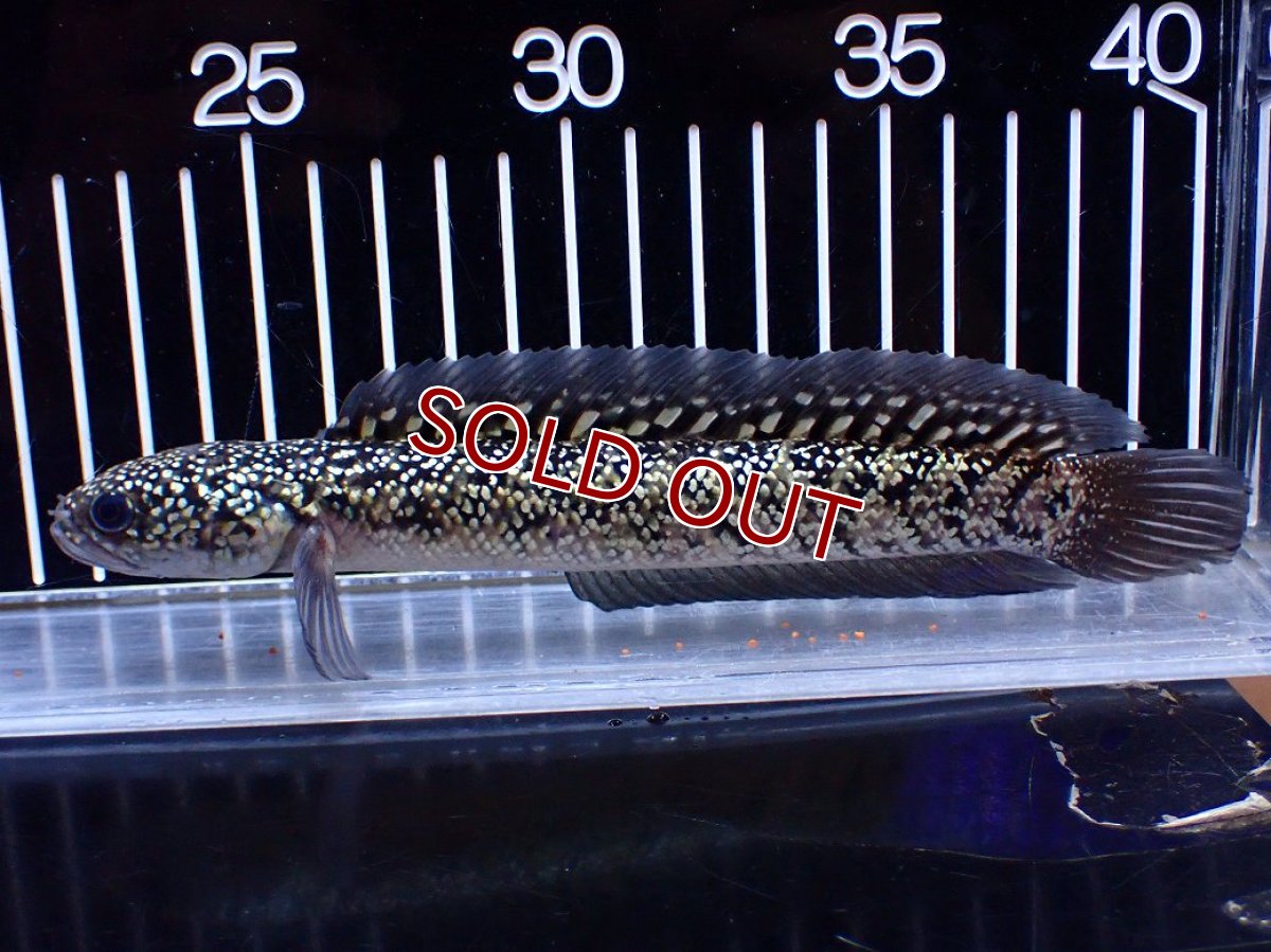 画像4: 【淡水魚】【通販】激レア No2 金天目(Gold tenmoku)【個体販売】(±18cm)(大型魚・スネークヘッド)(生体)(熱帯魚)NKO (4)