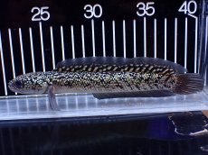 画像4: 【淡水魚】【通販】激レア No2 金天目(Gold tenmoku)【個体販売】(±18cm)(大型魚・スネークヘッド)(生体)(熱帯魚)NKO (4)